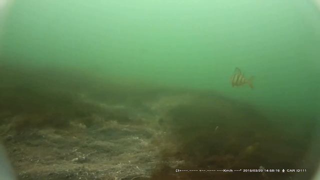 Подводная камера. Рамада 5 метров. смотреть онлайн