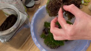 Мохариум в банке, частичка леса в доме?