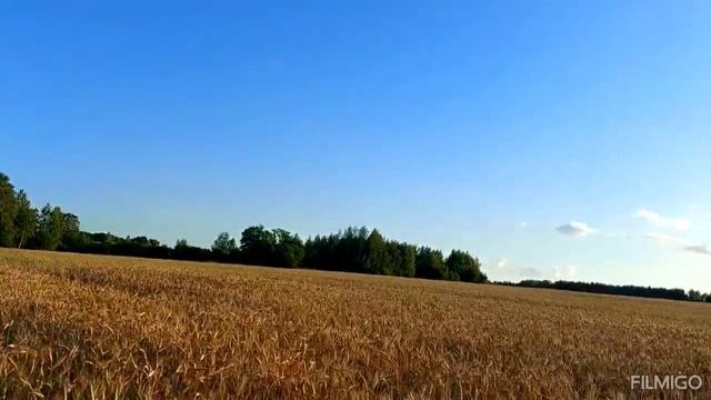 Бескрайняя красота полей под красивую музыку?? смотреть онлайн