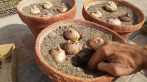 How to grow and plant #Gladiolus Bulbs with Flowers Spike tips at Asim Rooftop Garden