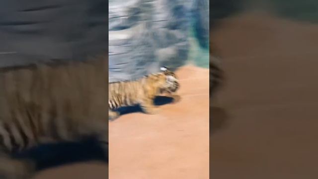 Вот и ушёл год тигра 🐅