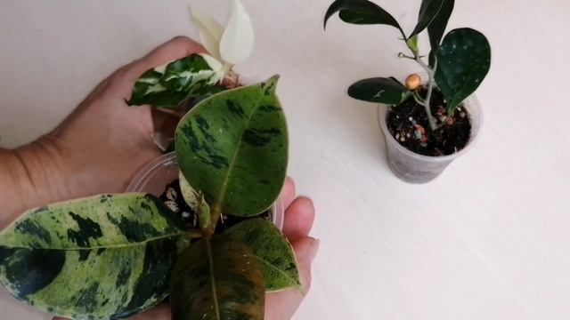 Фикусовые новинки ??? смотреть онлайн