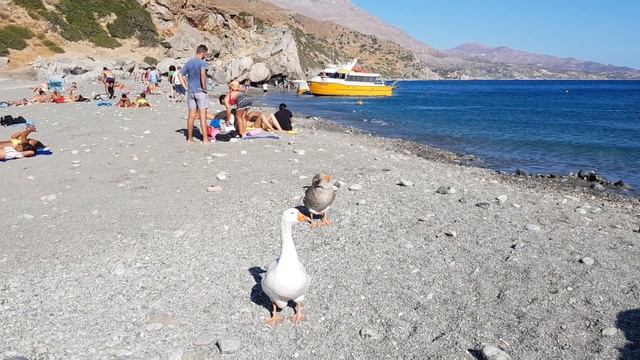 Крит-2019. Гуси на пляже Превели :) смотреть онлайн