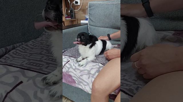 Аполлон Купидонович продажа чихуахуа питомник Кастропуло Крым ☺️+79787458062 viber WhatsApp telegra смотреть онлайн