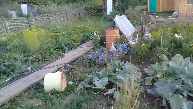 Гуси пропалывают огород смотреть онлайн