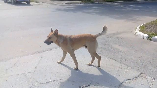 Жизнь собаки.Вы знаете что означает, когда собака облизывается, это означает, что она хочет есть смотреть онлайн