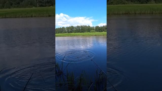 Огромная щука на живца. Рыбалка на поплавок. #shorts #рыбалка #fishing #рыба