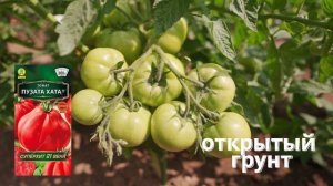 ЛУЧШИЙ СОРТ ТОМАТА! Скороспелый сорт ПУЗАТА ХАТА