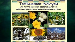 "Искусственные сообщества. Поле", Окружающий мир 4 класс ч.1, с.78-85, Планета знаний.