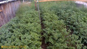 Картофель в сдвоенных рядках