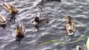 Утка / ГОГОЛЬ (Goldeneye). Интересные факты