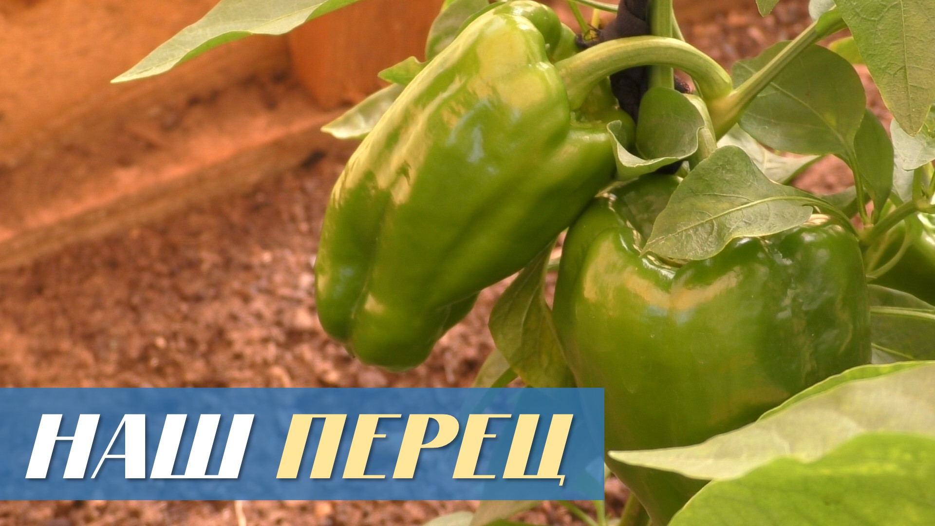 Выращивание перцев на своем участке