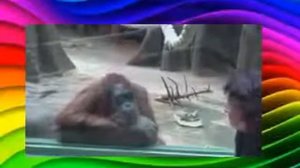 Потешная обезьянка кривляется. Смешное видео с обезьяной