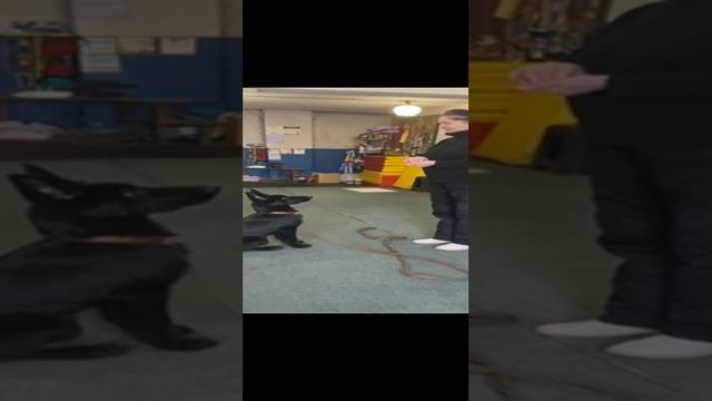 Вео! Вольф! Ура я на тренировке!