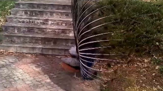 Павлин у пирамиды смотреть онлайн