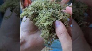 Готовим чипсы из лишайника (ягель). Это очень вкусно!