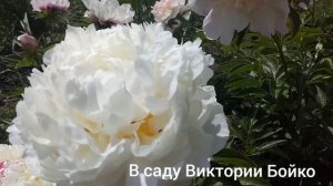 Цветут и пахнут . Пионы Mme de Verneville и Mme Furtado