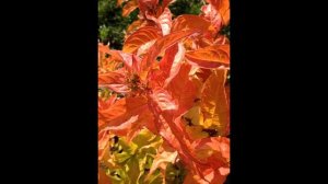 ДИЕРВИЛЛА  (DIERVILLA)  сем. Жимолостные