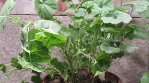 ГЕРАНИ ЗИМОЙ . ОБРЕЗКА И УХОД