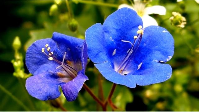 Немофила смотреть онлайн