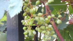 Виноград Виктория