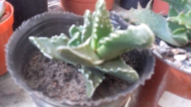 FAUCARIA TIGRINA/ BOCA DE TIGRE