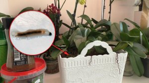 Личинки МОШКИ в корнях орхидей! Смотрим воздействие разных препаратов на них.