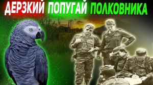 «БЕЗОБРАЗИЕ, НИКАКОГО ПОРЯДКА»! - Жако, попугай  полковника из Анголы