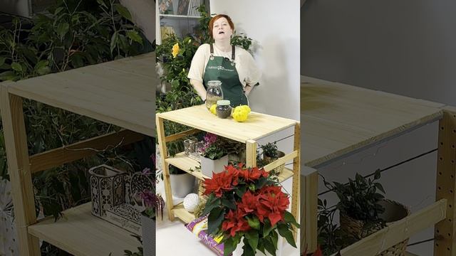 Томат Большая мамочка - уникальное сочетание крупноплодности и раннеспелости
