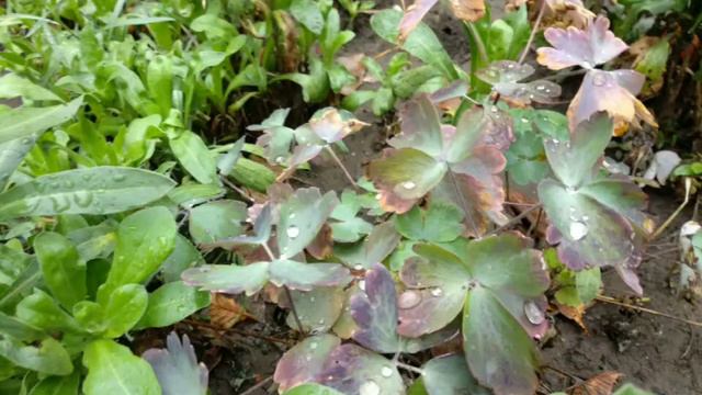 Жизнь прекрасна, доброй вам Осени смотреть онлайн