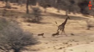 Хищники в Деле, Лев Попался Под Копыта. Самые эпичные битвы диких животных за "5 минут"