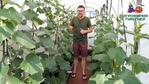 ПОЧЕМУ ЖЕЛТЕЮТ ЗАВЯЗИ ОГУРЦОВ