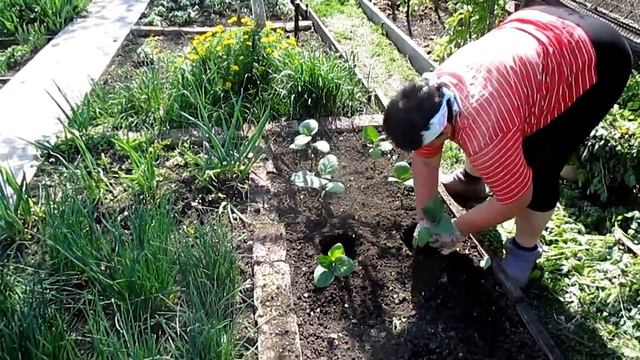 Наладили ЗАБОР // Высадили БАКЛАЖАНЫ // Жарим ШАШЛЫК смотреть онлайн