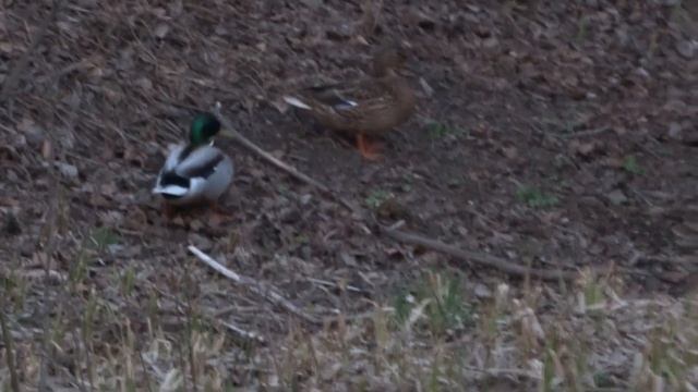 На охоте так не бывает... смотреть онлайн