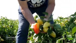 Ультра ранний гибрид перца Цинтиас F1. Высокий урожай перца 2022.