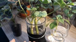 СЕКРЕТЫ УСПЕШНОГО ЧЕРЕНКОВАНИЯ В ВОДЕ