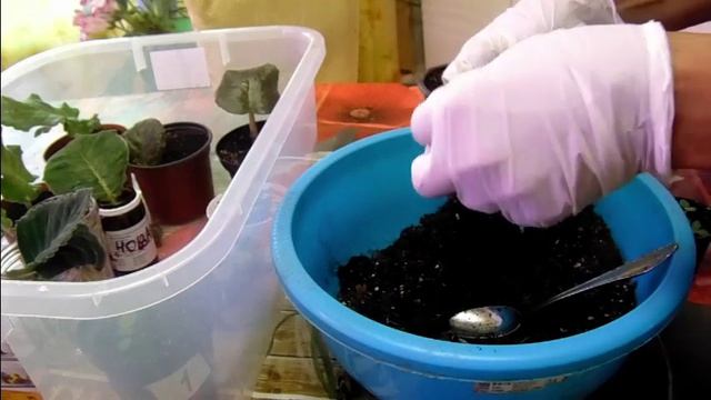 Глоксиния - обзор цветущих и посеянных . Ставим листик на укоренение
