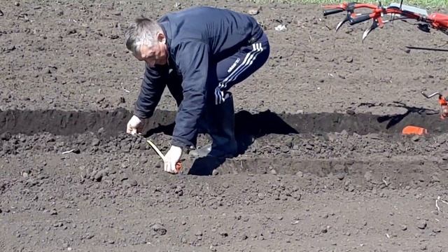 ??Посадка КАРТОШКИ под Мотоблок с удобрением / Planting POTATOES under a walk-behind fertilizer