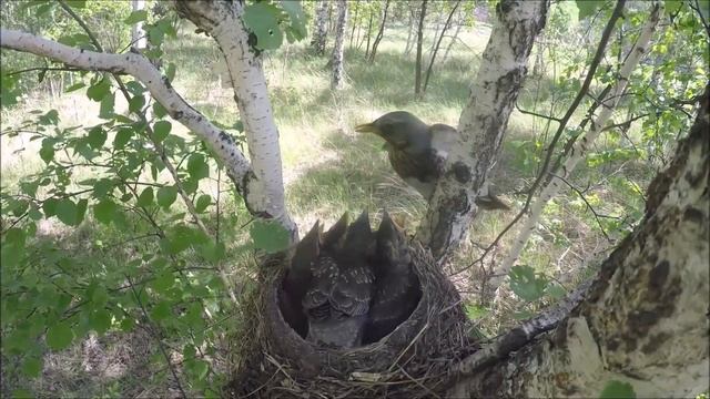 ДРОЗД кормит. Птенец ДРОЗДА покидает гнездо на камеру.