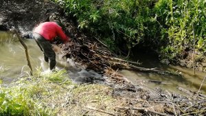 Разбираю плотину бобров, проверил глубину НОРЫ. ДЕНЬ ТРЕТИЙ, плотина дальняя.
