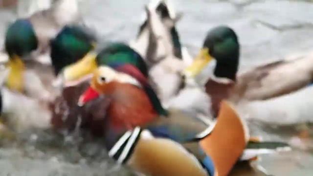 Mandarin and / änder - Aix galericulata - смотреть онлайн