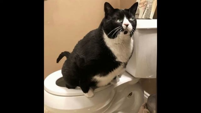 говорящий кот: маленький анекдот от Жириновского?✌ смотреть онлайн