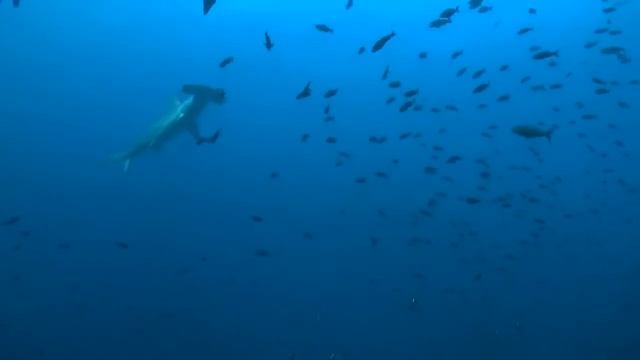 Фантастическая красота подводного мира Галапагосских островов смотреть онлайн