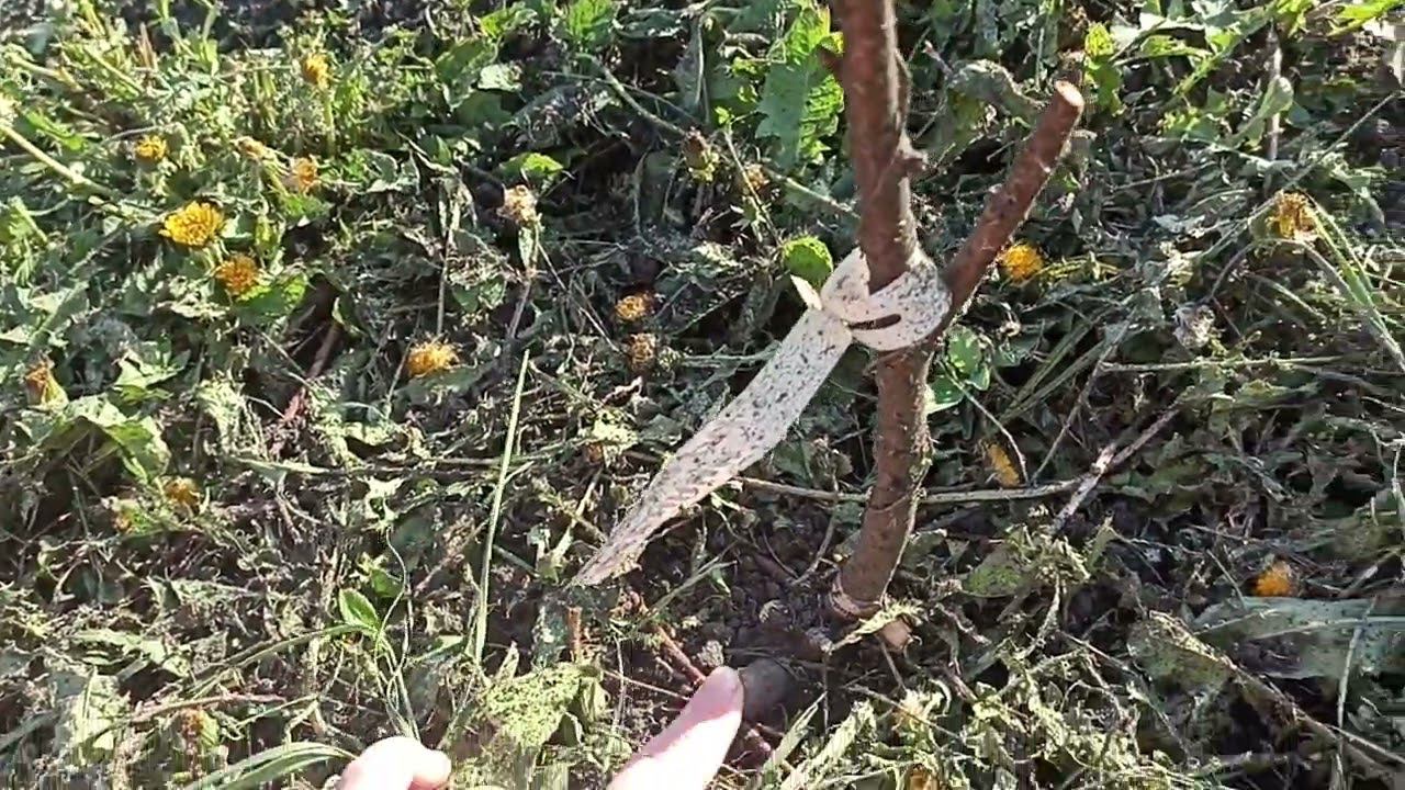 Перезимовали персики и айва в моем саду. Пензенская область. смотреть онлайн