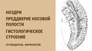 Ноздри. Преддверие носовой полости. Гистологическое строение