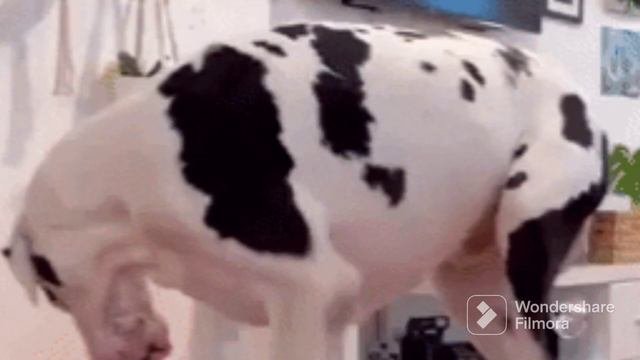 забавные случаи животных в дикой природе секрет дикая природа