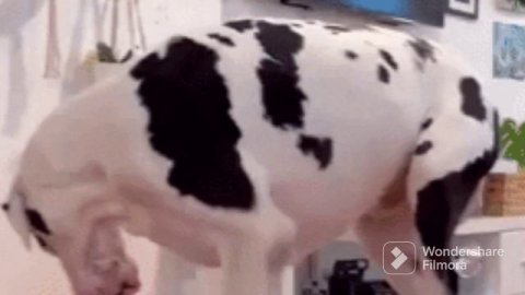 забавные случаи животных в дикой природе секрет дикая природа