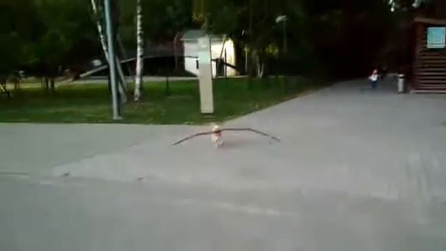 Спортивная собака