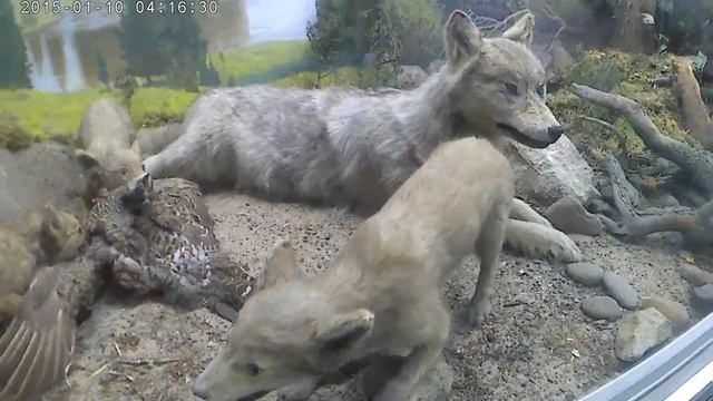 Красноярский краевой краеведческий музей. Август, 2018 г. смотреть онлайн