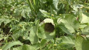 Сухие пятна на листьях томатов - Альтернариоз (сухая пятнистость) Помогите понять что за заболевани